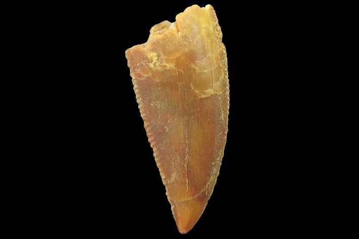 Serrated, Raptor Tooth - Real Dinosaur Tooth #179531